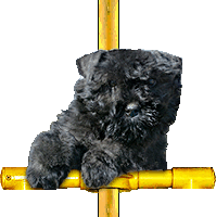 SITE WEB ELEVAGE DU CLOS DE LA LUETTE SPECIALISE POUR LE BOUVIER DES FLANDRES &copy;