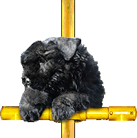 SITE WEB ELEVAGE DU CLOS DE LA LUETTE SPECIALISE POUR LE BOUVIER DES FLANDRES &copy;