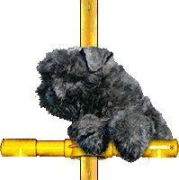 SITE WEB ELEVAGE DU CLOS DE LA LUETTE SPECIALISE POUR LE BOUVIER DES FLANDRES &copy;